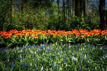 Netherlands,Lisse, a close up of a flower garden with Keukenhof in the background