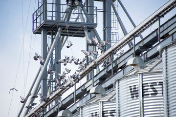 Metal agricultural towers with pigeons flying