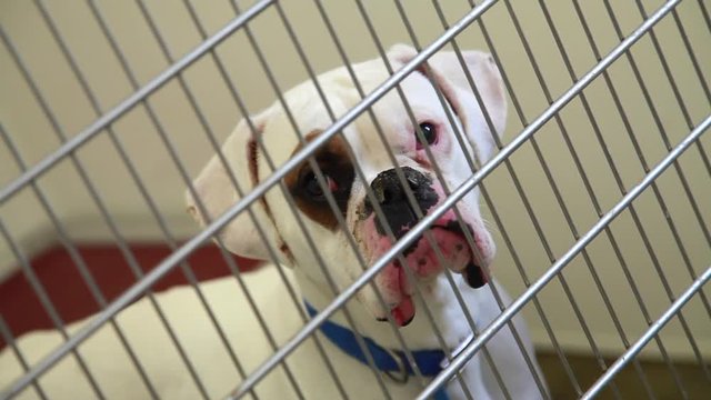 A lonely dog in his cage at an animal shelter