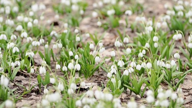 Many white blooming snowdrop folded or Galanthus plicatus in the forest background. Wind, light breeze, сloudy spring day, shallow depts of the field, 59,94 fps