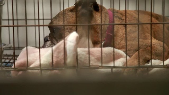 A lonely dog in his cage at an animal shelter