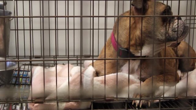 A lonely dog in his cage at an animal shelter