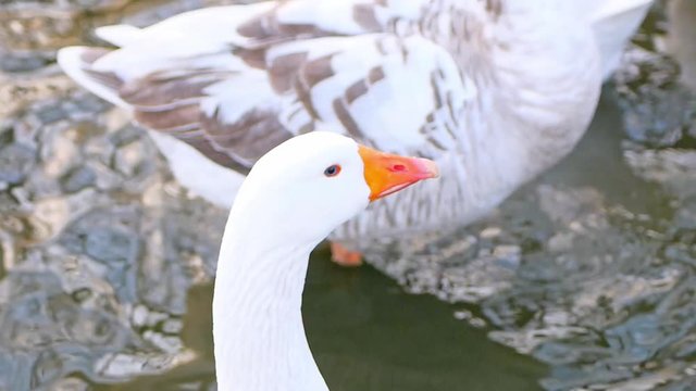 A swan which is on water