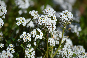 Close-up of Sweet Alyssum Flowers, Lobularia Maritima, Nature, Macro