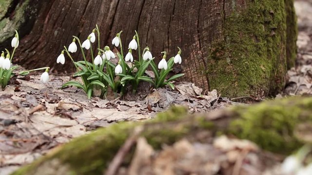 White blooming snowdrop folded or Galanthus plicatus near old tree covered with moss in the forest background. Wind, light breeze, сloudy spring day, dolly shot, shallow depts of the field, 59,94 fps