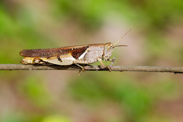Image of White-banded grasshopper (Stenocatantops splendens) on brown branch. Insect. Animal.