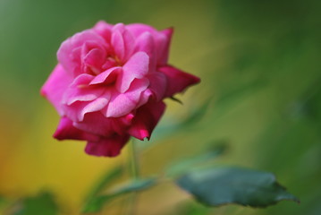 Blooming pink rose on blurred background