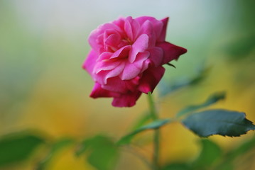 Blooming pink rose on blurred background