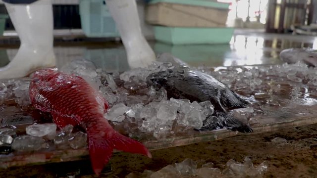 Raw fish at a Japanese fish auction
