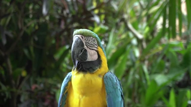 Portrait of the blue and yellow ara parrot in the jungle.