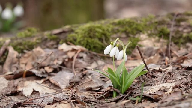 Three white blooming snowdrop folded or Galanthus plicatus near old tree covered with moss in the forest. Wind,  cloudy spring day, dolly shot, close up, shallow depts of the field, 59,94 fps