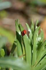 Close-up of Two Scarlet Lily Beetles During the Mating Phase, Nature, Macro