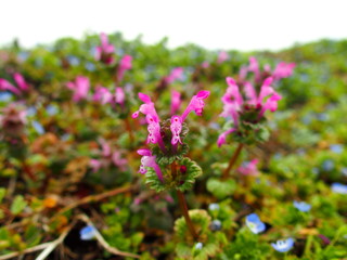 野原に咲く仏の座とオオイヌノフグリ