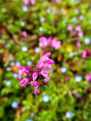 野原に咲く仏の座とオオイヌノフグリ