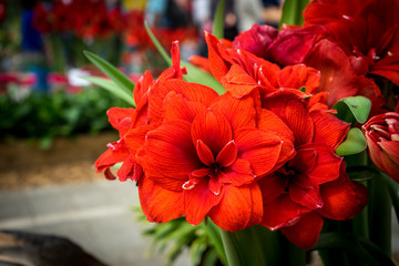 Netherlands,Lisse, CLOSE-UP OF RED FLOWERING PLANT