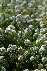 Close-up of Sweet Alyssum Flowers, Lobularia Maritima, Nature, Macro