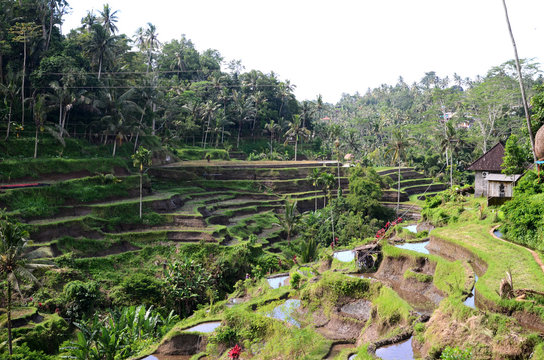 Tegalalang rice terraces in Ubud, Bali