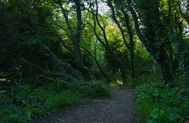 Obraz premium Thick forest