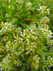 野原のペンペングサ