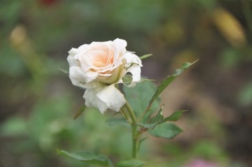 white rose