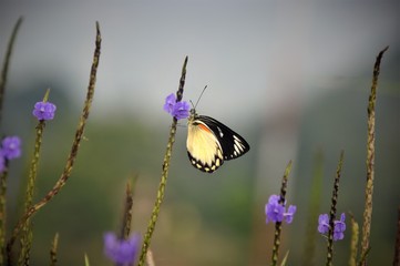 Butterfly on grass flower in the garden