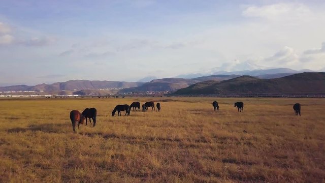 hd drone shot, dolly forwards, through horse pack, on lowland, steppe vegetation, mountains in the background, in Kayseri, Turkey