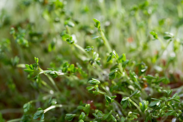 Fototapeta na wymiar water cress fresh green leaves macro