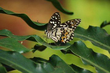 Butterfly on a green leaf