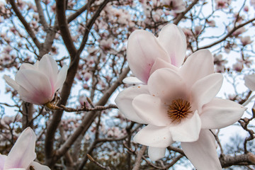 White magnolia flower tree at Dunedin Botanic Garden, South Island, New Zealand