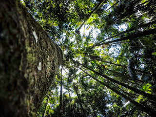 Fototapeta premium rainforest looking up