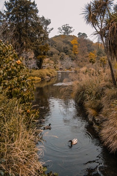 Dunedin Botanic Garden, South Island, New Zealand