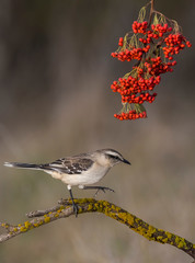 White banded Mockingbird, Patagonia, Argentina