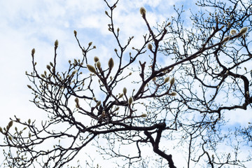Fototapeta na wymiar willow buds on the branches of a bare tree