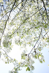 Fototapety  wiosenne drzewo