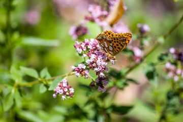 Butterfly resting on a wildflower in the nature