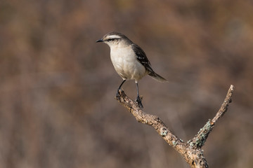 White banded Mockingbird, Patagonia, Argentina