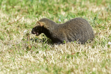 Little grison,Pampas, Patagonia, Argentina