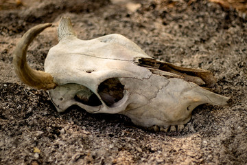 Cow horn or Cow skull,as jewelry people often popular home decoration for beauty, horn bones brown at bend but one side deduct place put on the ground gravel in the garden.