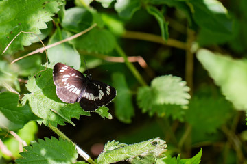 Neptis Rivularis