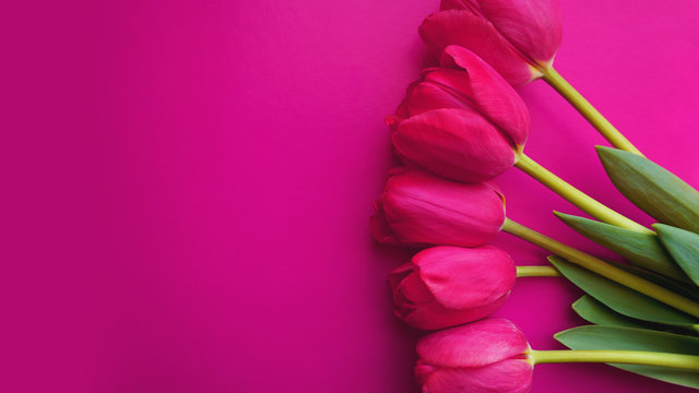 Pink tulips on pink background. Text space image. Spring concept