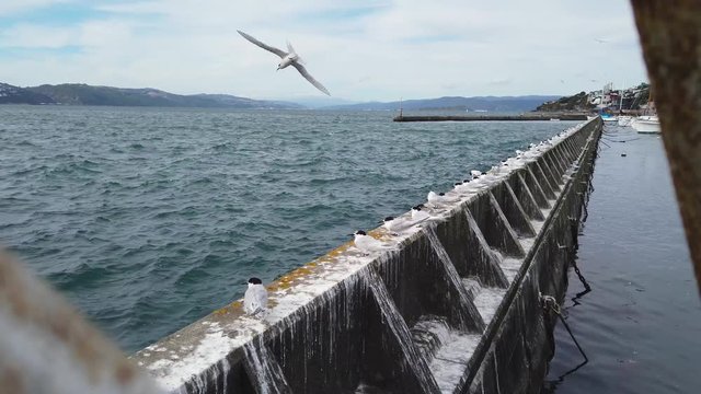 Common Terns sheltering in Wellington harbor ahead of oncoming storm 4k