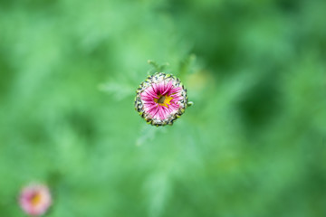 Obraz premium Macro horizontal photo, top view. Red unopened Bud of a flower..