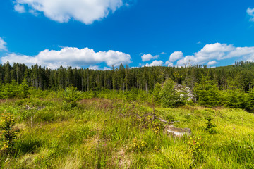 Obraz premium Tranquil landscape and blue sky with a few clouds at summer hot day. Beautiful green forest. 