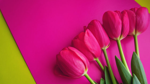 Pink tulips on pink background. Text space image. Spring concept