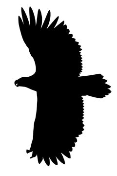 Ein Seeadler im Flug