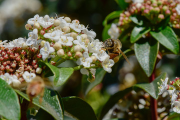 Bee on flowers in spring