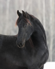 Fototapeta premium Black frisian horse look back, on white snow background in the winter