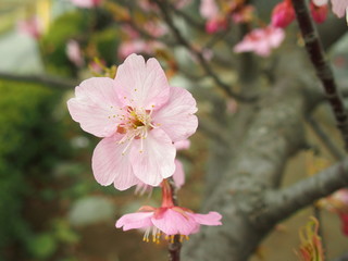 満開の河津桜