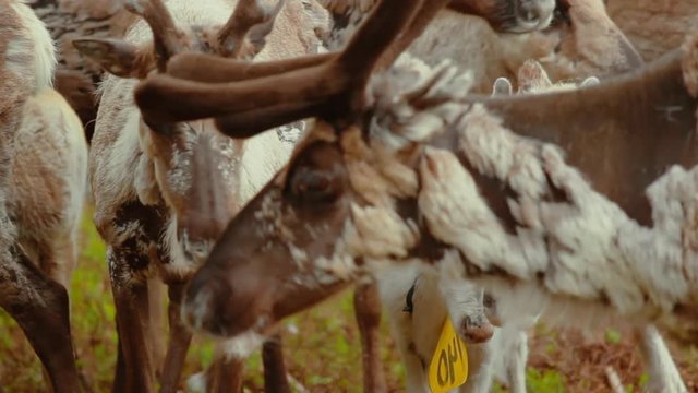 Hundreds of reindeer's are herded together in the large fold as their owners prepare to brand them which is also called earmarking.