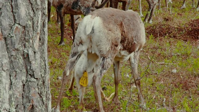 Hundreds of reindeer's are herded together in the large fold as their owners prepare to brand them which is also called earmarking.
